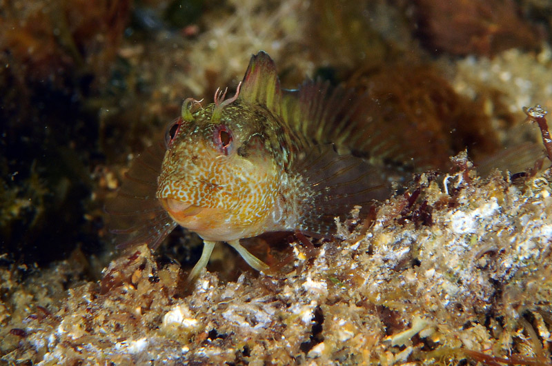 Juvenile Parablennius sanguinolentus e P. incognitus